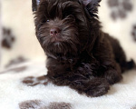Собаки в Москве: Шоколадный цветной йорк щенки Мальчик, 55 000 руб. - фото 4