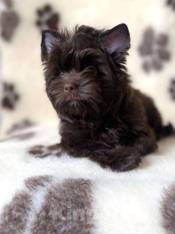 Собаки в Москве: Шоколадный цветной йорк щенки Мальчик, 55 000 руб. - фото 4