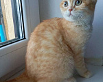 Кошки в Пушкино: Котята Шотландские  Девочка, 10 000 руб. - фото 2