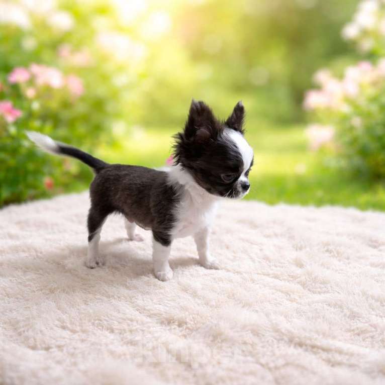 Собаки в Москве: Журавлик Сизокрылый Мальчик, 70 000 руб. - фото 1