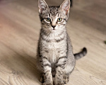 Кошки в Москве: Котятки 2,5 месяца Мальчик, Бесплатно - фото 4