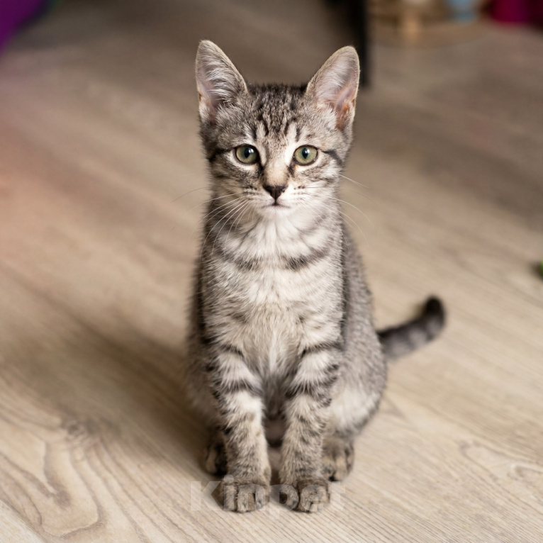 Кошки в Москве: Котятки 2,5 месяца Мальчик, Бесплатно - фото 4