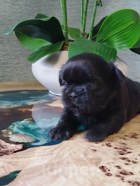 Собаки в других городах Московской области: Щенок ши тцу Мальчик, Бесплатно - фото 4