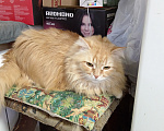 Кошки в других городах Московской области: Потерялась кошка Девочка, 500 руб. - фото 2