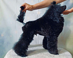 Собаки в Москве: Щенок миниатюрного ( той) пуделя черного окраса  Мальчик, Бесплатно - фото 2