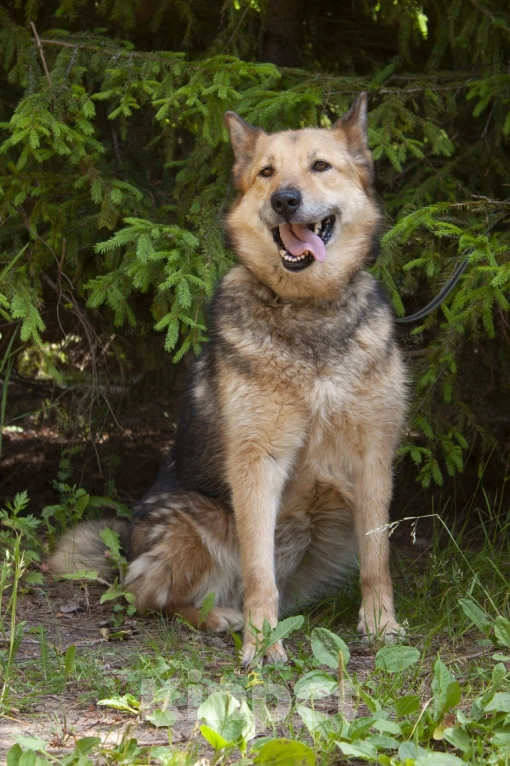 Собаки в других городах Ленинградской области: Маруся, собака компаньон Девочка, 500 руб. - фото 3