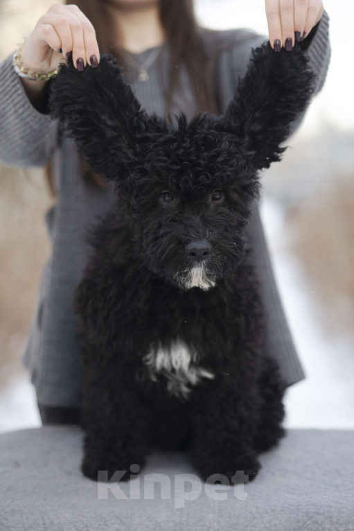 Собаки в Санкт-Петербурге: БЭТМЕН Мальчик, 220 000 руб. - фото 2