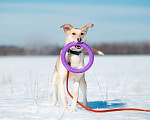 Собаки в Москве: Солнечная и позитивная 9 мес собака Герда ищет семью! Девочка, Бесплатно - фото 6