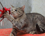 Кошки в Санкт-Петербурге: Ищет дом молодой тигровый котик Сема Мальчик, 10 руб. - фото 5