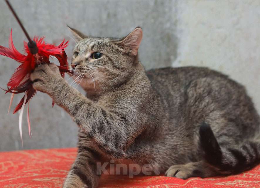 Кошки в Санкт-Петербурге: Ищет дом молодой тигровый котик Сема Мальчик, 10 руб. - фото 5