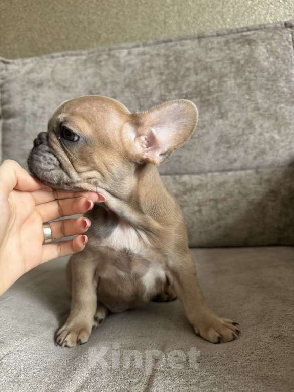 Собаки в Москве: Французский бульдог щенок  Девочка, 70 000 руб. - фото 2