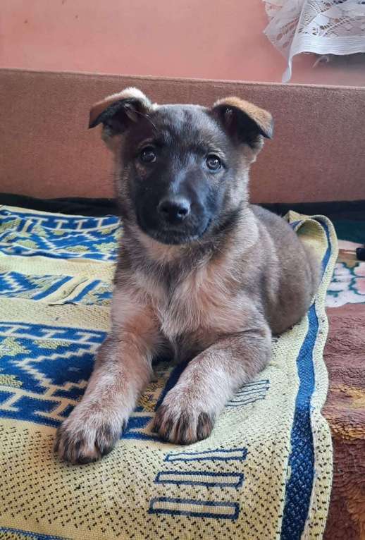 Собаки в Волгограде: Отдам в добрые руки щенков Девочка, Бесплатно - фото 3