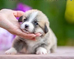Собаки в Сочи: ЩЕНКИ КОРГИ ищут своих мам и пап Мальчик, 70 000 руб. - фото 1