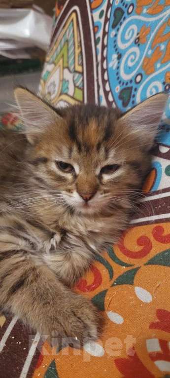Кошки в Москве: Ласковый котёнок, приучен к лотку Мальчик, Бесплатно - фото 8