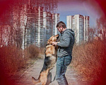 Собаки в Пушкино: Ханни в добрые руки  Девочка, Бесплатно - фото 2