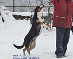 Собаки в Москве: большой швейцарский зенненхунд (гросс) щенки Девочка, 80 000 руб. - фото 6