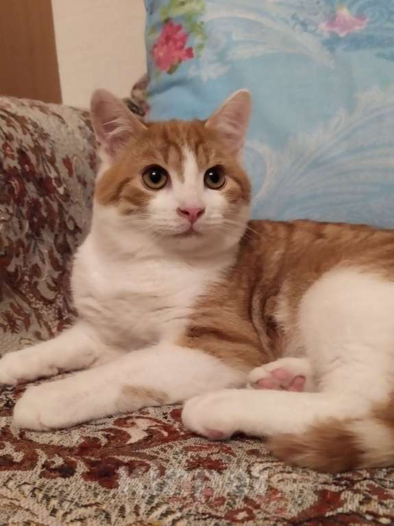 Кошки в Санкт-Петербурге: Ласковый  котëнок Степашка в добрые руки Мальчик, Бесплатно - фото 10