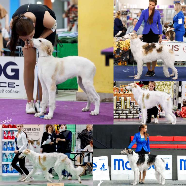 Собаки в Реутове: "Art In Fame" Племенной питомник Русских Псовых Борзых Разнополые, Бесплатно - фото 2