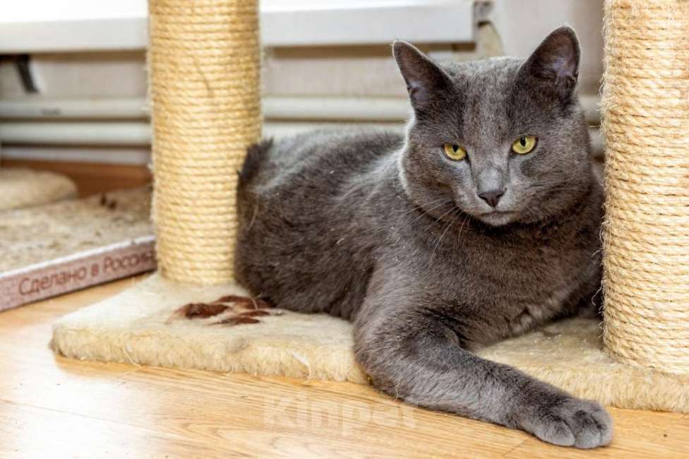 Кошки в Москве: Шерри, русская голубая. Красавица кошечка в добрые руки. Девочка, Бесплатно - фото 7