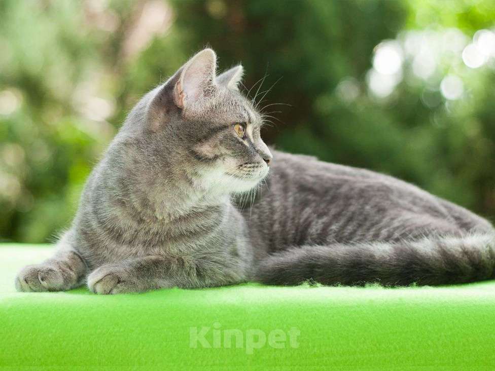 Кошки в Москве: Кошка Изабелла, молодая красавица в добрые руки Девочка, 1 руб. - фото 5