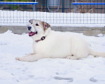 Собаки в Подольске: Очаровательный песик Каспий в добрые руки Мальчик, Бесплатно - фото 7