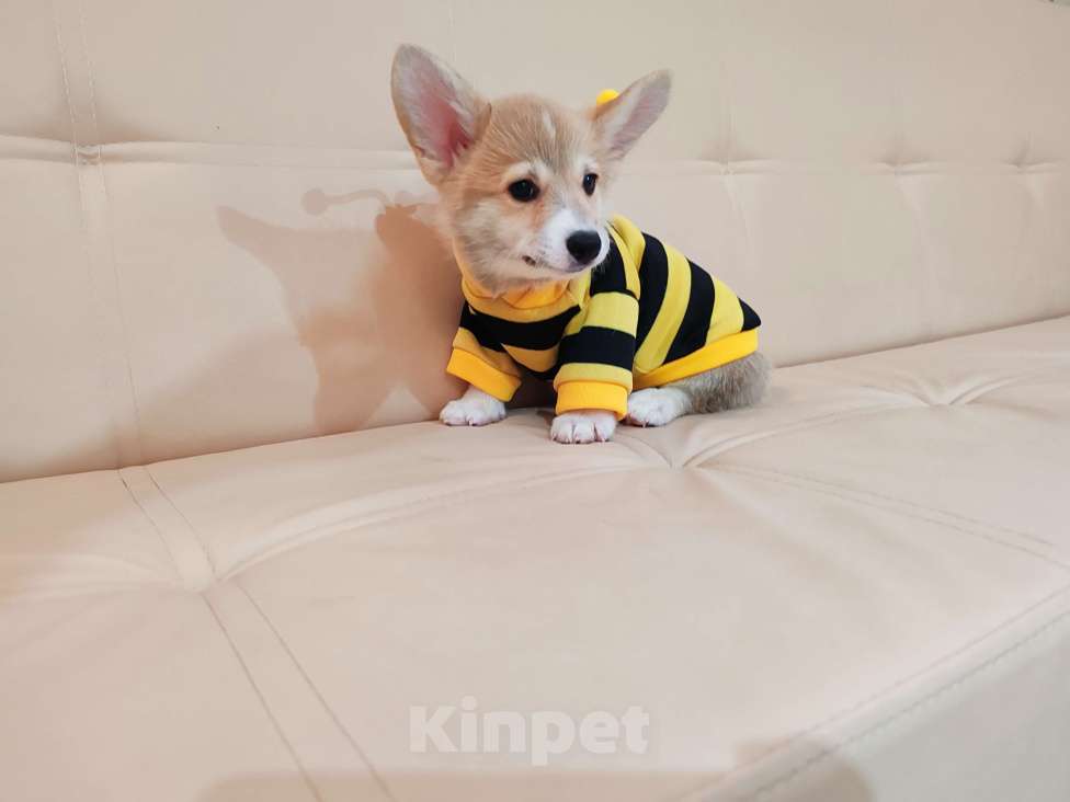 Собаки в Москве: Вельш корги пемброк щенки Разнополые, 30 000 руб. - фото 7