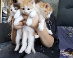 Кошки в Екатеринбурге: Котята в добрые руки Мальчик, Бесплатно - фото 2