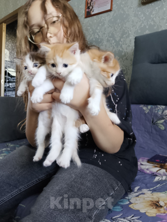 Кошки в Екатеринбурге: Котята в добрые руки Мальчик, Бесплатно - фото 2