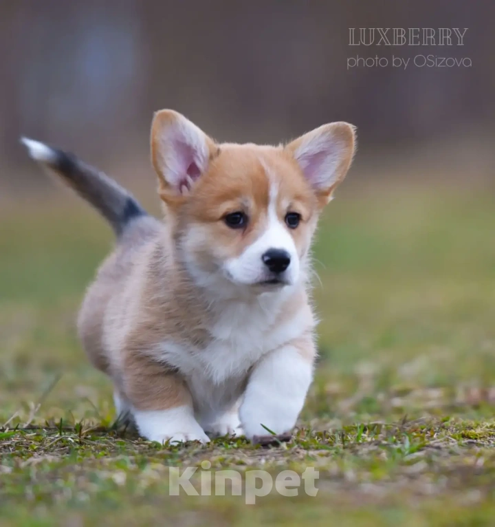 Собаки в Санкт-Петербурге: Вельш Корги Пемброк Мальчик, Бесплатно - фото 3