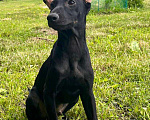 Собаки в Армавире: Щенки ксолоитцкуинтли медио в шерсти Мальчик, Бесплатно - фото 3