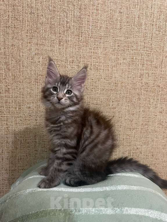 Кошки в Москве: Котята Мейн-Кун Мальчик, 30 000 руб. - фото 4