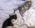 Кошки в Туапсе: Котятки в добрые руки Мальчик, Бесплатно - фото 8