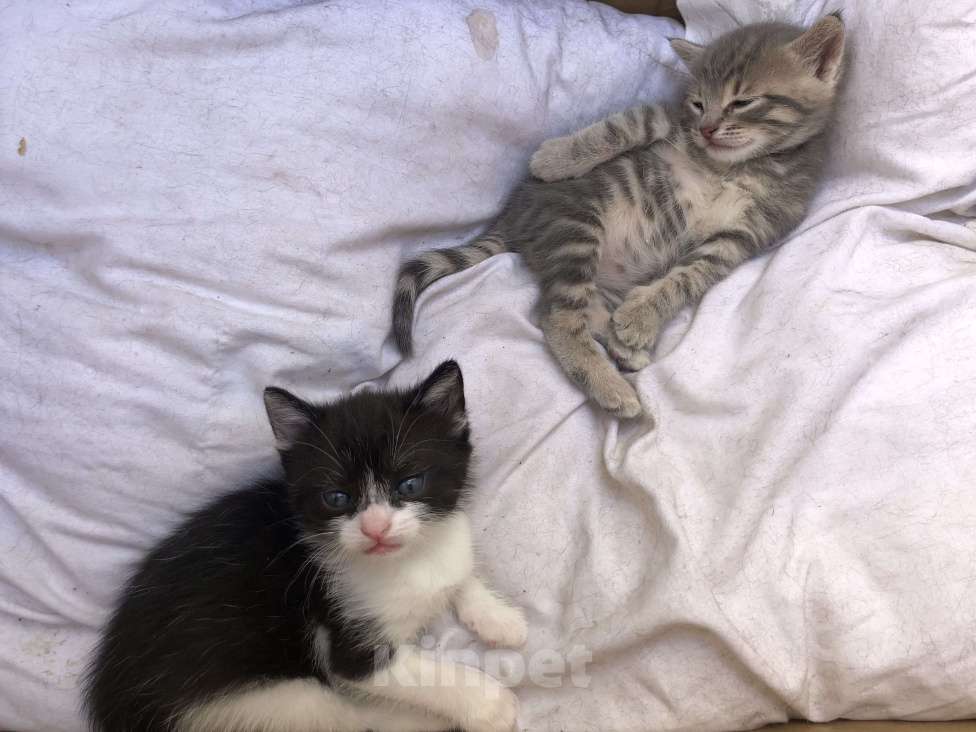 Кошки в Туапсе: Котятки в добрые руки Мальчик, Бесплатно - фото 8