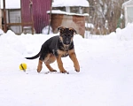 Собаки в Твери: подрощенные щенки неемецкой овчарки Девочка, 60 000 руб. - фото 4