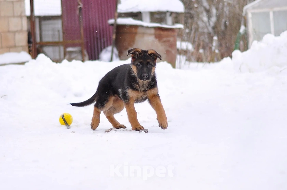 Собаки в Твери: подрощенные щенки неемецкой овчарки Девочка, 60 000 руб. - фото 4