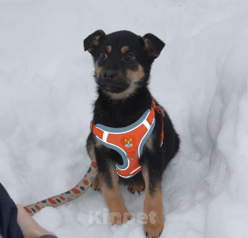 Собаки в Москве: Маленькой красоточке Айке очень нужны дом и семья Девочка, Бесплатно - фото 7