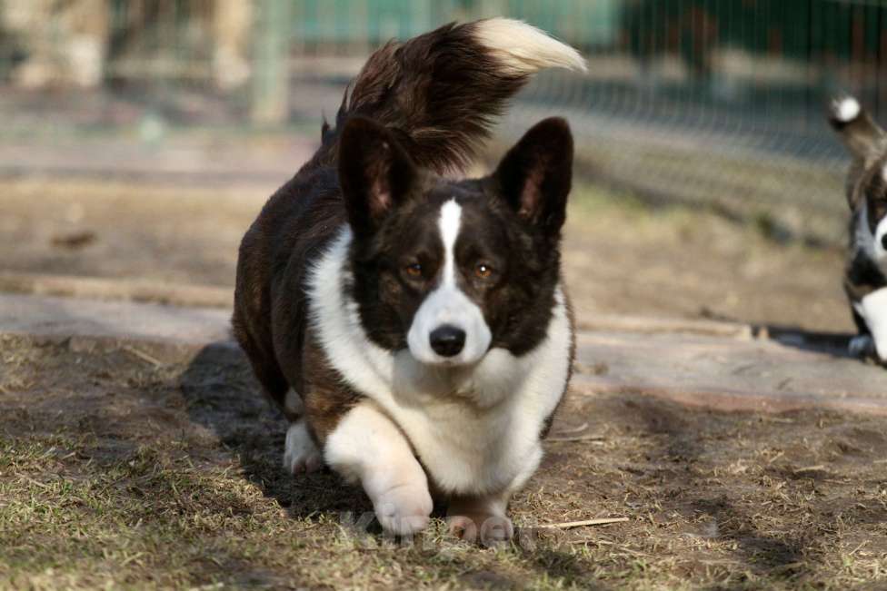 Собаки в Одинцово: Вельш корги кардиган -бесплатно Девочка, Бесплатно - фото 5