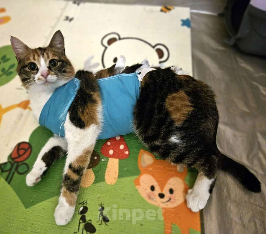 Кошки в Саратове: Стерилизованная кошка в добрые руки Девочка, Бесплатно - фото 1