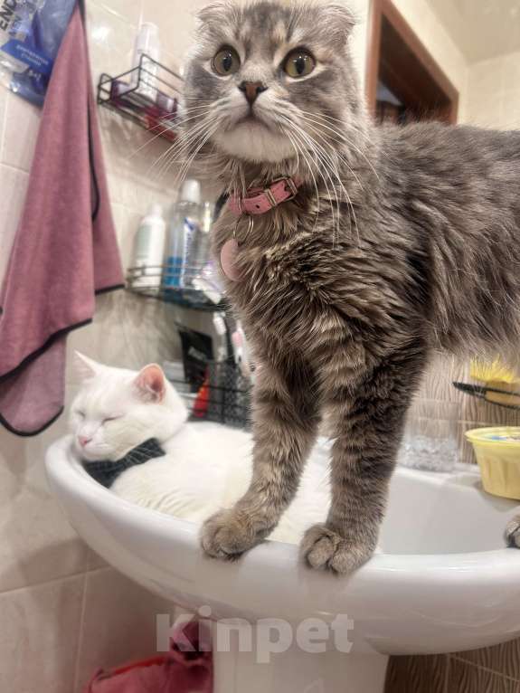 Кошки в других городах Краснодарского края: Помогите найти 🙏 Мальчик, Бесплатно - фото 3