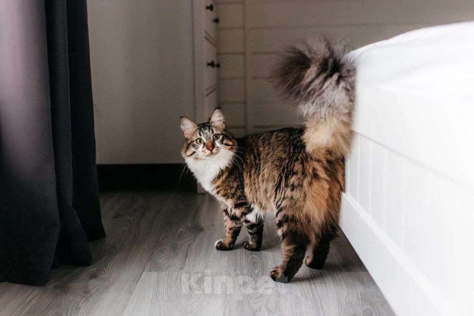 Кошки в Москве: Кот Кемер ищет дом Мальчик, Бесплатно - фото 3