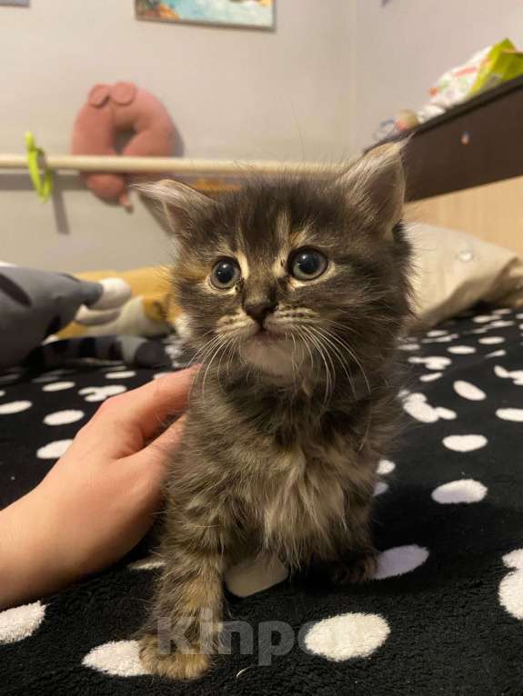 Кошки в Симферополе: Котята Девочка, 50 руб. - фото 1