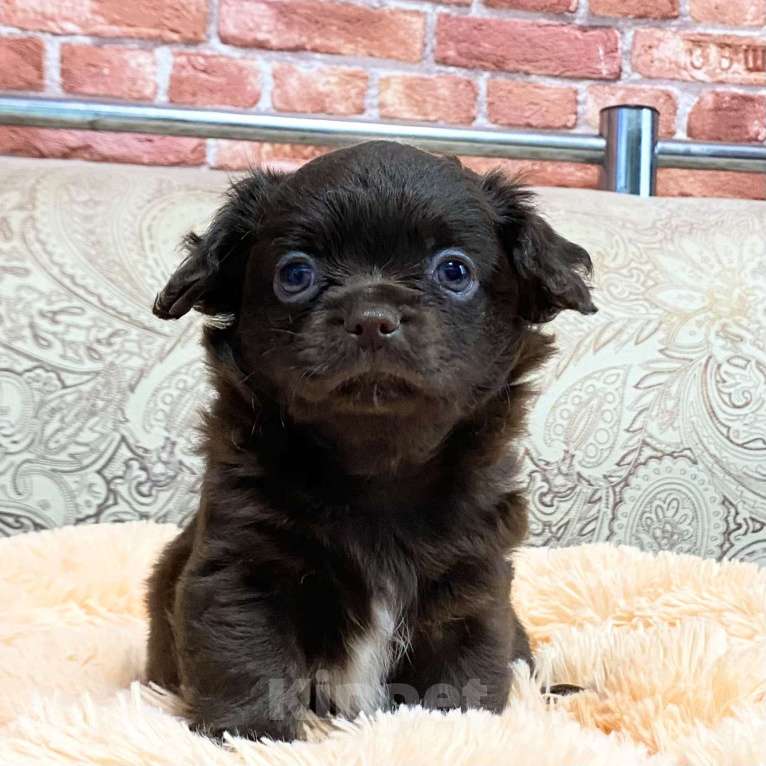 Собаки в Москве: Щенки чихуахуа Девочка, Бесплатно - фото 3