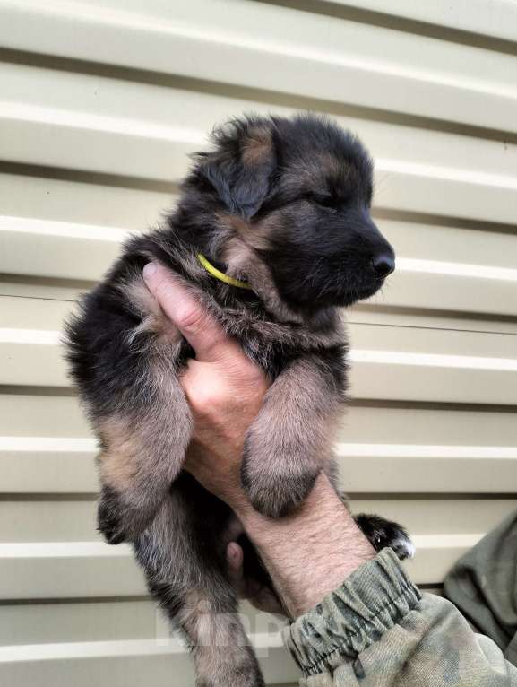 Собаки в других городах Красноярского края: Девочка Альмина Девочка, 40 000 руб. - фото 2