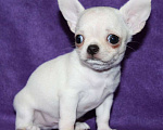 Собаки в Санкт-Петербурге: чихуахуа мальчик Мальчик, 55 000 руб. - фото 3