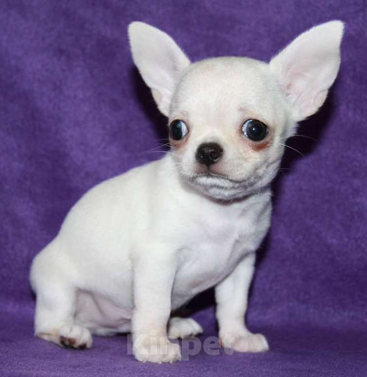 Собаки в Санкт-Петербурге: чихуахуа мальчик Мальчик, 55 000 руб. - фото 3