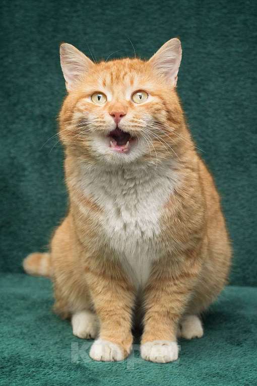 Кошки в Москве: Рыжий кот Хотэй, пять килограммов доброты  Мальчик, Бесплатно - фото 2