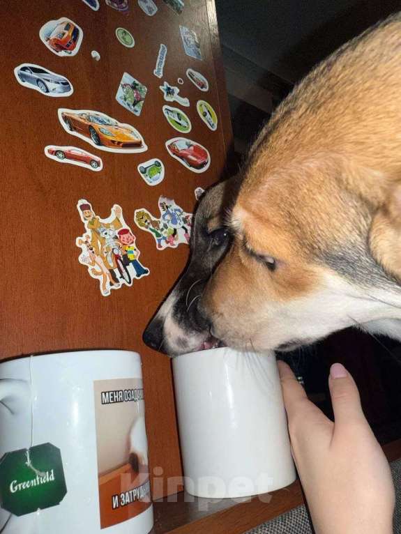 Собаки в Москве: Собачка Агата 9 мес. Девочка, Бесплатно - фото 4