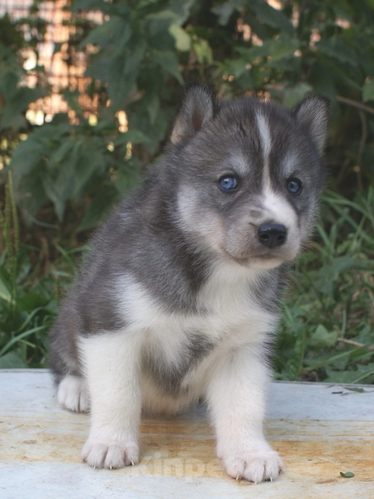 Собаки в Истре: щенки сибирский хаски Девочка, 25 000 руб. - фото 4