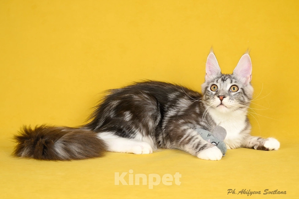 Кошки в Приозерске: Куколка в чудесной мраморной на серебре шубке Девочка, 30 000 руб. - фото 3