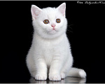 Кошки в Ливны: Котята Британские, 50 000 руб. - фото 4